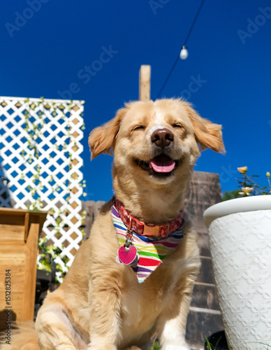 A joyful dog smiles under a bright blue sky, wearing a colorful bandana. Captured outdoors in a backyard garden, this image radiates happiness and summer vibes.