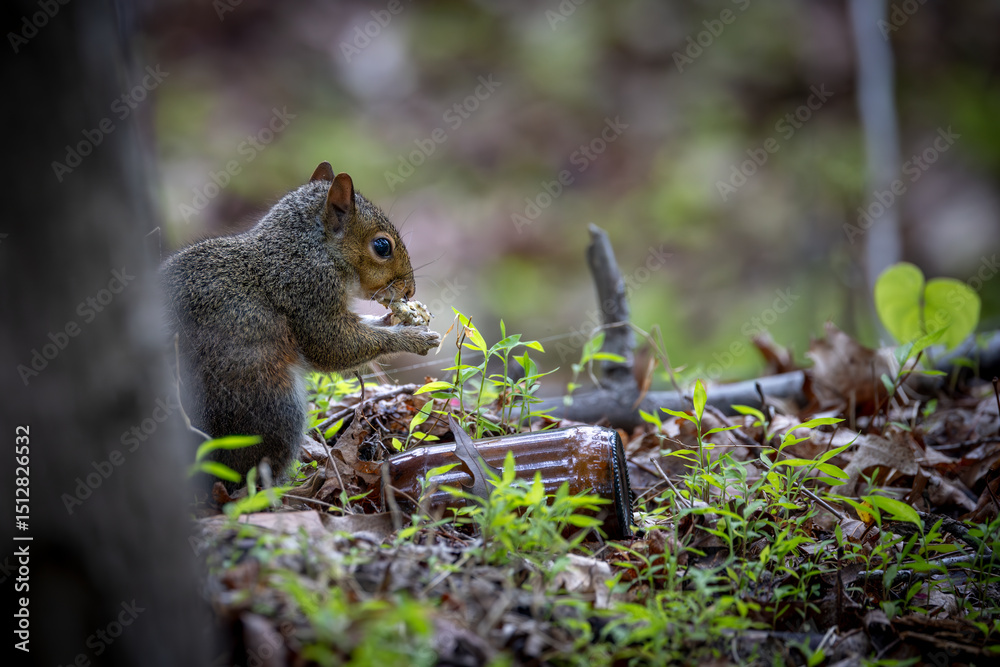 Obraz premium squirrel eating nut