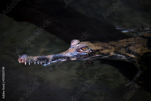 The False Gharial (Tomistoma schlegelii), also known by the names Malayan Gharial, Sunda Gharial, and Tomistoma.