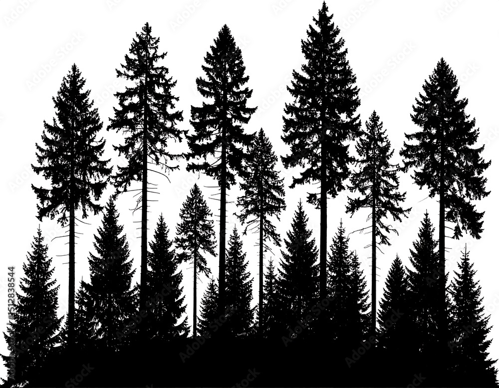 Obraz premium Silhouette of a dark forest