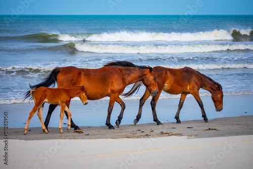 Quadro em tela Wild horses on the beach Corolla NC