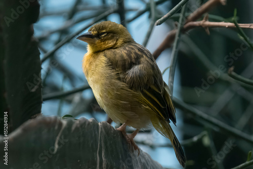 The Taveta Weaver (Ploceus castaneiceps), also known as the Taveta Golden Weaver, or the Mango Bird.