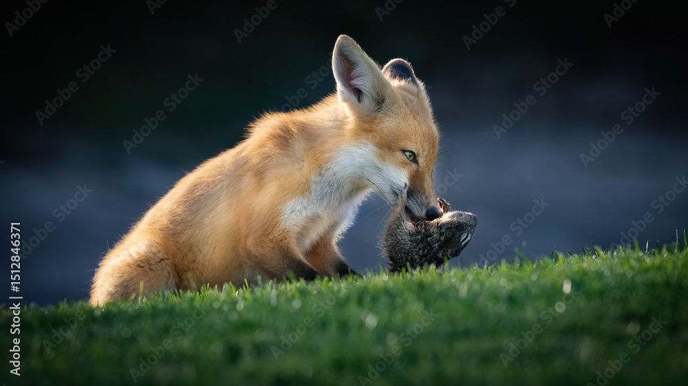 Fototapeta premium A Red Fox Pup with its squirrel prey