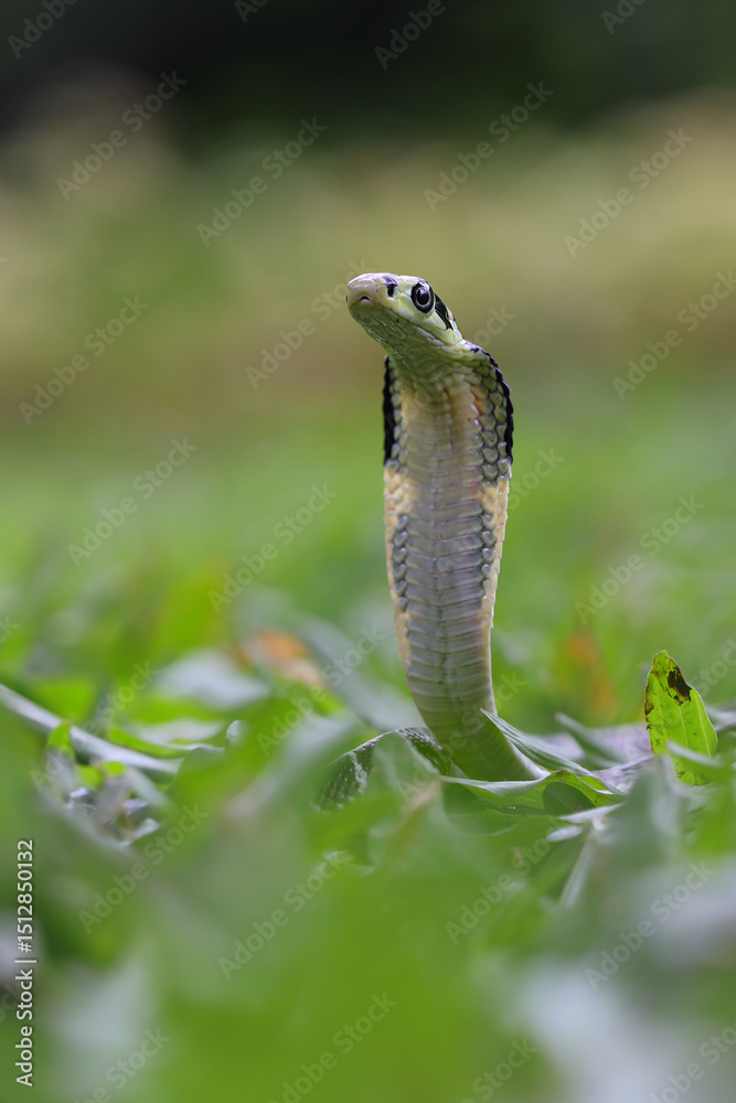 Fototapeta premium A juvenile king cobra, with its distinctive hood flared, rises from the lush green undergrowth, showcasing its striking pattern, 31 may 2025 Indonesia