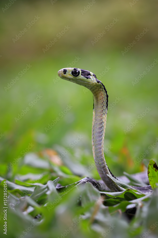 Fototapeta premium A juvenile king cobra, with its distinctive hood flared, rises from the lush green undergrowth, showcasing its striking pattern, 31 may 2025 Indonesia