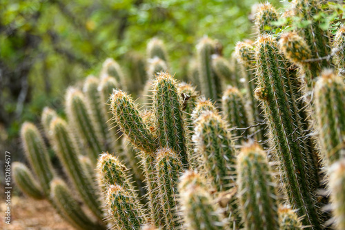 Xique-xique cactus in the Caatinga biome of São João do Cariri, Paraíba, Brazil. photo