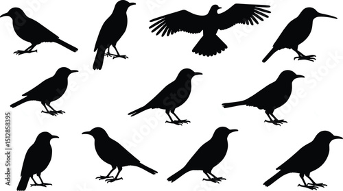 Set of bird silhouette vector clip arts isolated on transparent background, perfect for nature designs, wildlife projects, logos, decorations, and outdoor-themed graphics.
