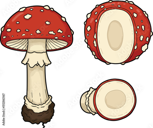 Detailed illustration of a red and white Fly Agaric mushroom