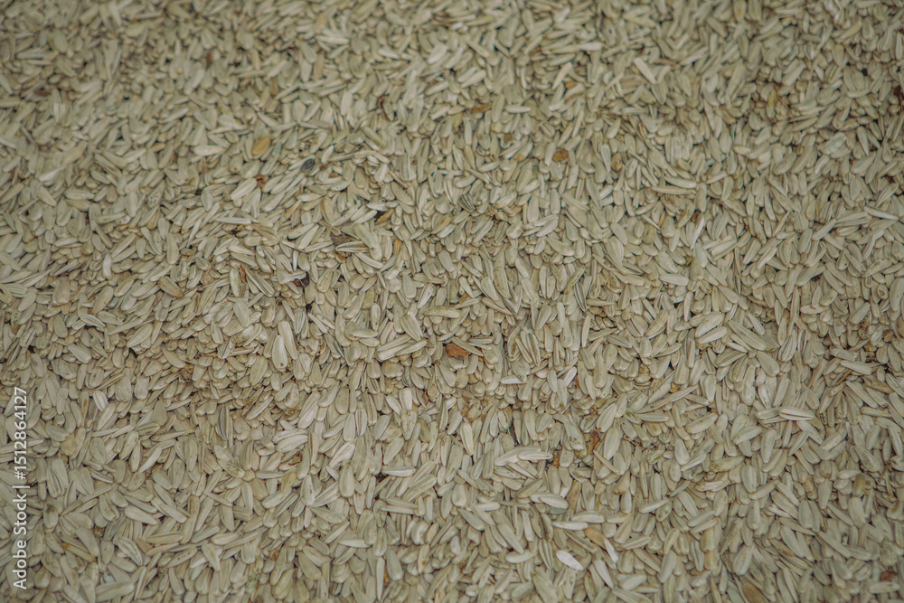 Industrial Production of Sunflower Seeds – Factory Processing Line Industrial Production of Sunflower Seeds – Factory Processing Line
