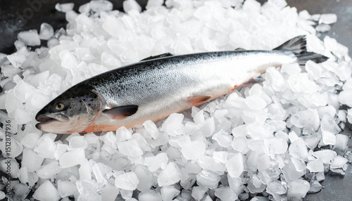 Whole Fresh Salmon on Ice – Raw Fish Display for Seafood Market, Culinary, and Restaurant Design