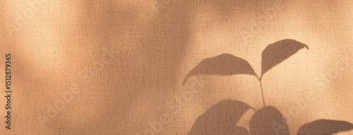 Window and soft sunrise sunlight, shadows on background with casting floral shadows. Light pink. Minimal vintage interior decoration concept. Autumn wabi sabi style aesthetics