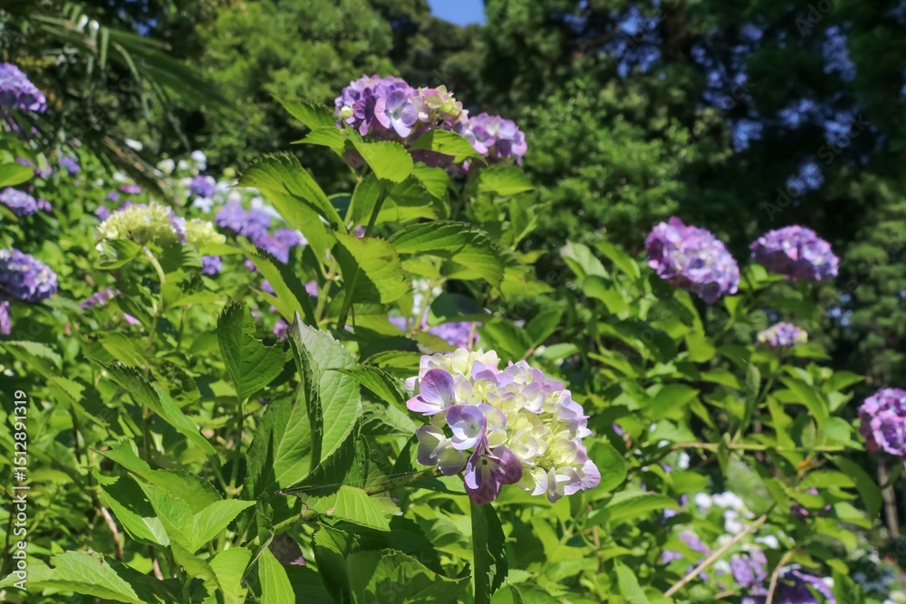 Obraz premium 服部農園あじさい屋敷（千葉県茂原市）。約18,000㎡の山の斜面に250品種・10,000株以上の色とりどりの紫陽花が咲き乱れる。