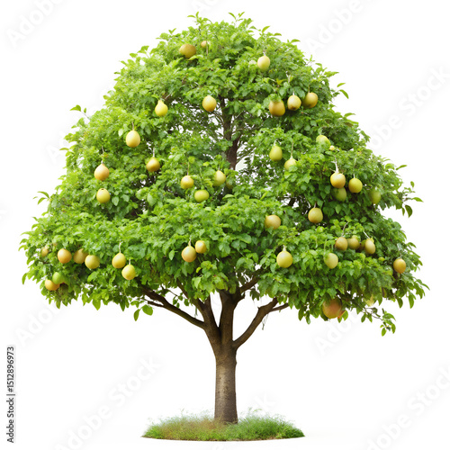 pear tree isolated on white background