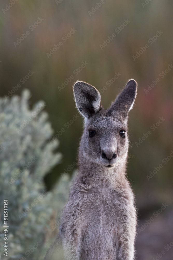 Fototapeta premium Portrait of an Eastern grey Kangaroo