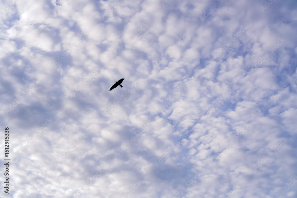 Obraz premium A Bird Soaring Through Cloudy Skies