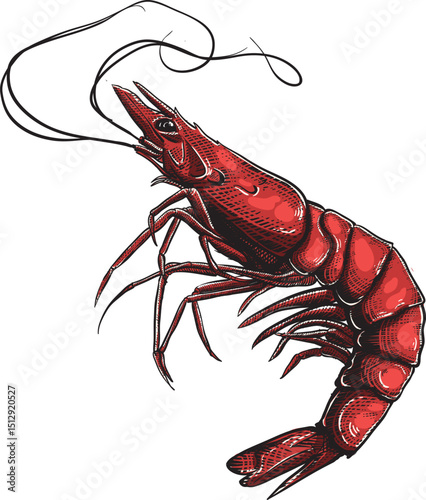 Red shrimp with curved antennae suitable for seafood restaurants, marine life publications, scientific articles, ocean conservation campaigns, and educational materials.