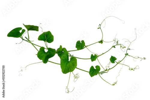 Wallpaper Mural Green vines plant hanging a string isolated on white background. With copy space and clipping path. Torontodigital.ca