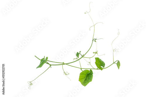 Wallpaper Mural Green vines plant hanging a string isolated on white background. With copy space and clipping path. Torontodigital.ca