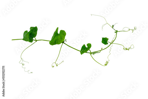 Wallpaper Mural Green vines plant hanging a string isolated on white background. With copy space and clipping path. Torontodigital.ca