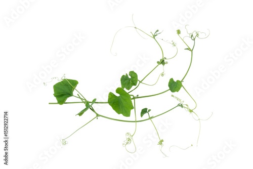 Wallpaper Mural Green vines plant hanging a string isolated on white background. With copy space and clipping path. Torontodigital.ca