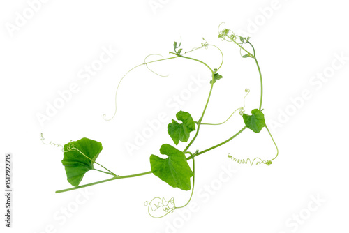 Wallpaper Mural Green vines plant hanging a string isolated on white background. With copy space and clipping path. Torontodigital.ca