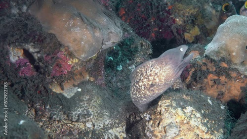 Wallpaper Mural Two moray eels sit under a multi-colored stone on the bottom of a tropical sea, their bodies intertwined. Whiteeyed Moray (Gymnothorax thyrsoideus) 66 cm. ID: eyes with small black pupil, white iris. Torontodigital.ca