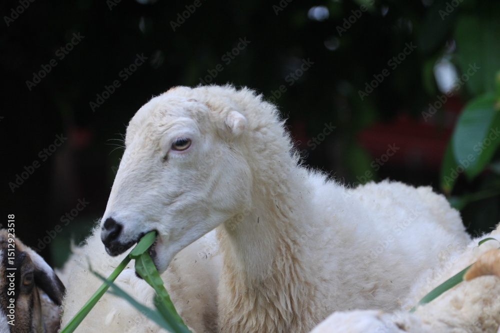 Fototapeta premium Sheep with Distinct Black and White Face Eating Grass