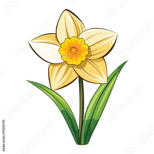 beautiful  daffodil flower on white background 
