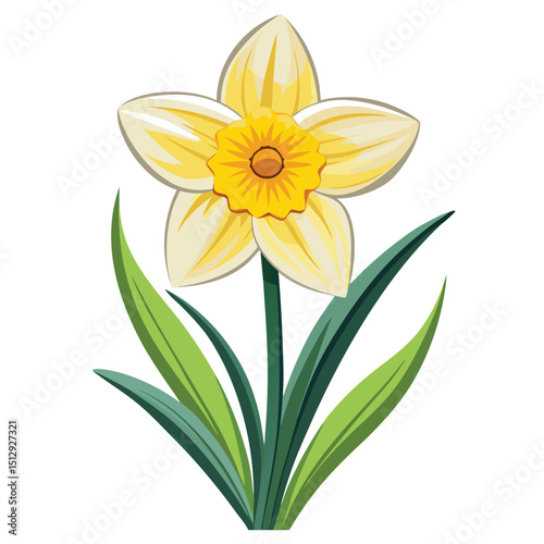 beautiful  daffodil flower on white background 
