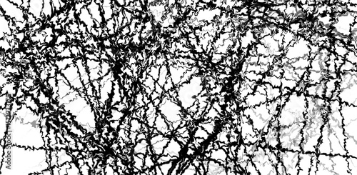 A thin black network on a white background, resembling roots, cracks or spider webs. Geometrically chaotic structure