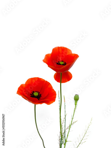 Two red poppies flowers growing isolated on white background.