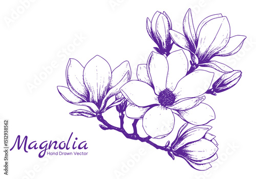magnolia flower handrawn illustration