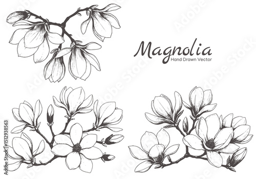 magnolia flower handrawn illustration