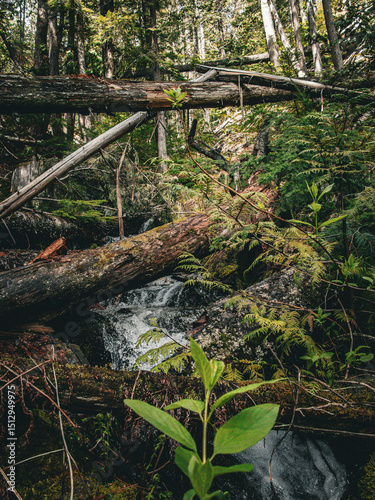 Waterfalls from Inland Rainforest Near Revelstoke, British Columbia, Canada