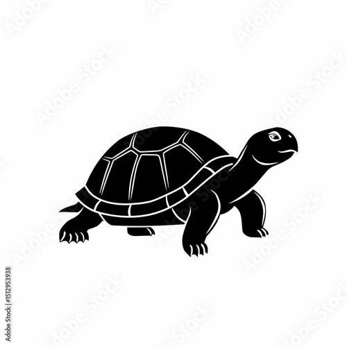 turtle isolated on white background