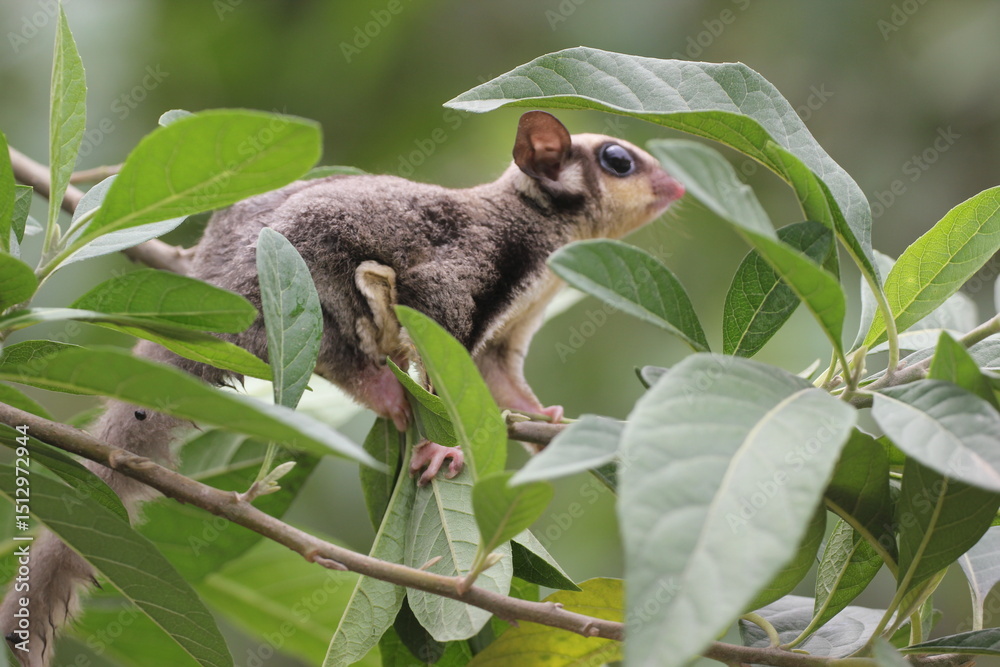 Obraz premium sugar glider, squirrel, flying squirrel, photo of a sugar glider happily perching on a tree