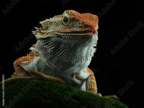 A vibrant orange and white bearded dragon with spiky scales rests on green moss, looking directly forward against a dark background, 31 may 2025 Indonesia photo