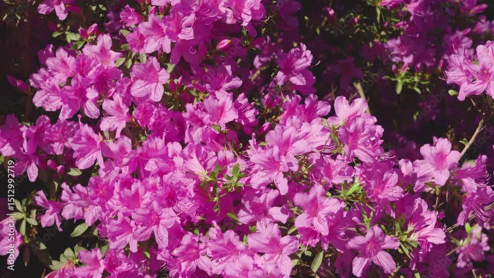 A flowering shrub with pink and lilac flowers. Camera movement from bottom to top on a sunny day. 4K video. Copy space. Footage A flowering shrub with pink and lilac flowers. Camera movement from bottom to top on a sunny day. 4K video. Copy space. Footage