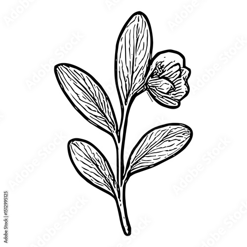 Cranberry Stem with Bud
