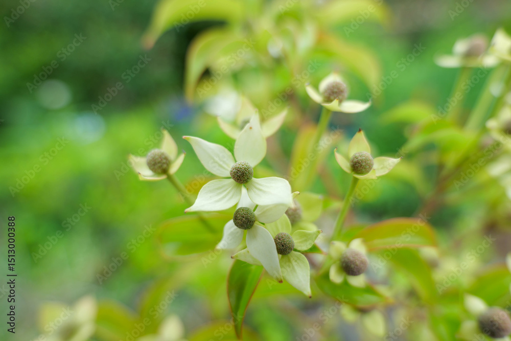 Fototapeta premium 6月頃に開花する庭のヤマボウシ