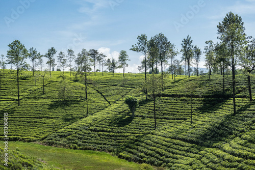 Trekking in the Bopaththalawa Valley, Pekoe Trail, Sri Lanka