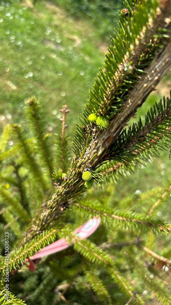 Fototapeta premium christmas tree branches