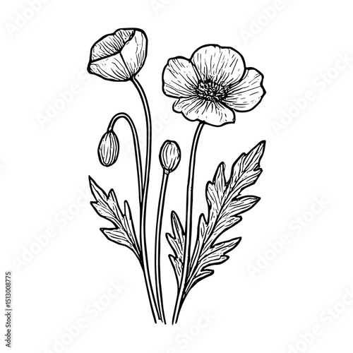 Poppy Flower 13