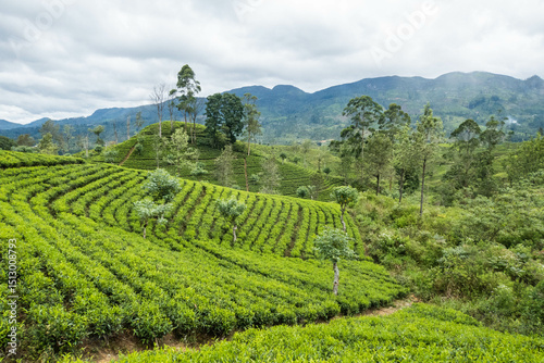 Tea plantations and fertile farms on the Pekoe Trail, Nuwara Eliya, Sri Lanka