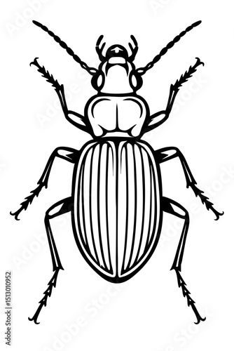 Ground Beetles Order Coleoptera
