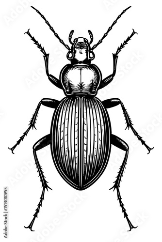 Ground Beetles Order Coleoptera