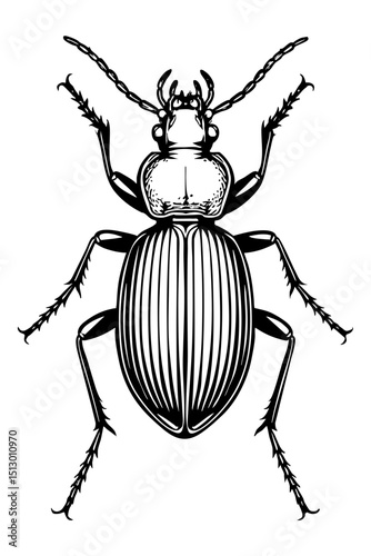 Ground Beetles Order Coleoptera