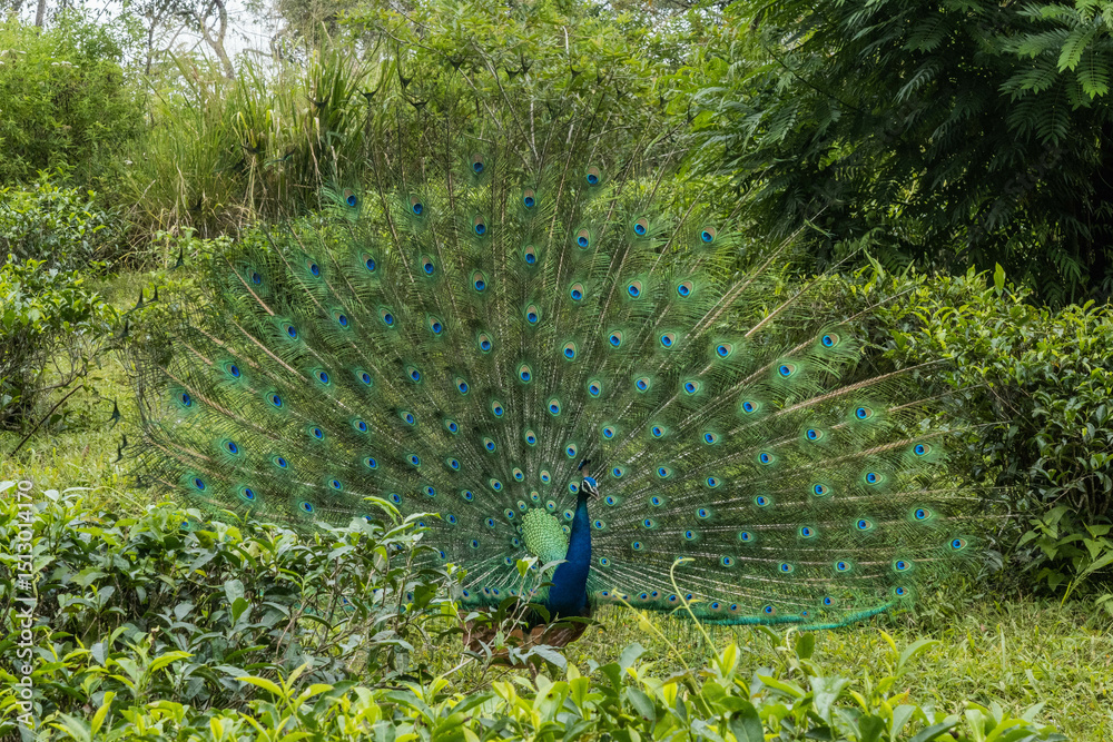 Obraz premium Indian peafowl (Pavo cristatus) along the Pekoe Trail, Ella, Sri Lanka
