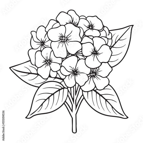 Hydrangea Flower Coloring Page for Kids and Adults