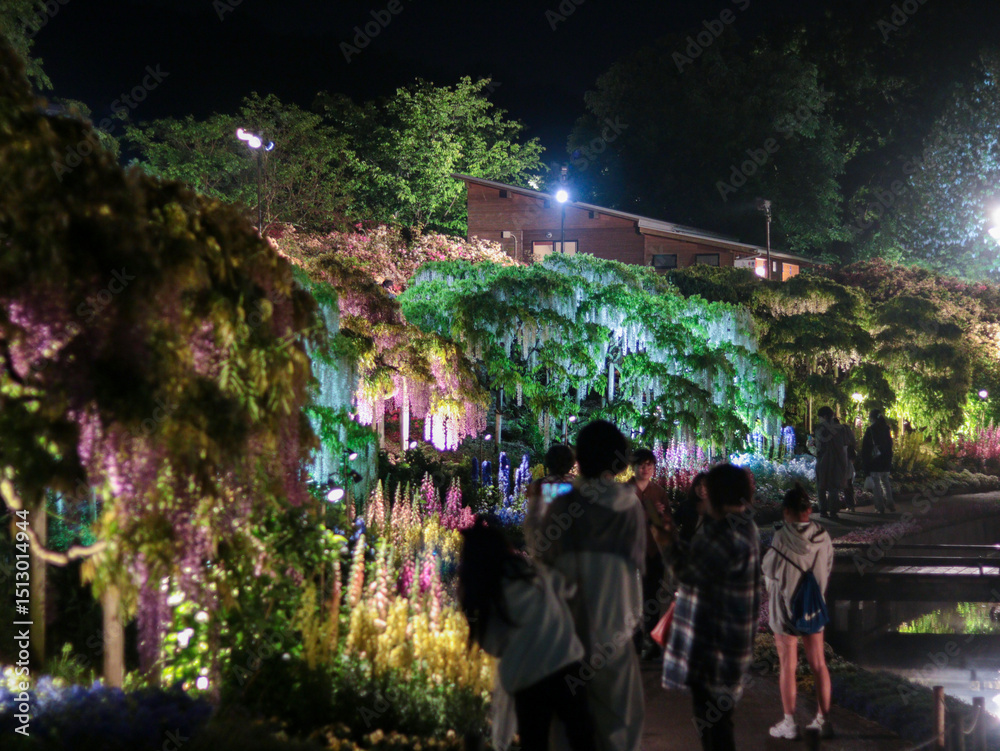 Fototapeta premium Illuminated wisteria flowers